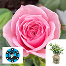 Rose Jennifer Rose Sell 4L pot C GW