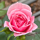 Rose Jennifer Rose Sell 4L pot C GW