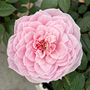 Rose Jennifer Rose Sell 4L pot C GW