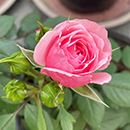 Rose Jennifer Rose Sell 4L pot C GW
