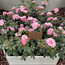 Rose Jennifer Rose Sell 4L pot C GW