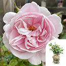 Rose Natasha Richardson 4L Pot GW