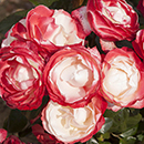 Rose Nostalgia 4L pot GW