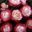 Rose Nostalgia 4L pot GW