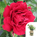 Rose Special Grandad 4L pot GW