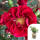 Rose Paisley Abbey 4L Pot GW