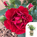 Rose Amy's Rose 4L Pot GW