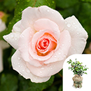 Rose Congratulations 4L pot GW