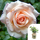Rose Pearl Abundance 4L pot GW