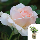 Rose Precious Child 4L pot C GW