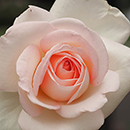 Rose Precious Child 4L pot C GW