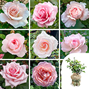 Rose Pale Pink 4L pot GW