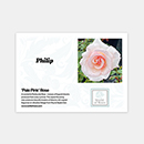 Rose Pale Pink 4L pot GW