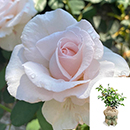 Rose Simon's Rose 4L Pot GW