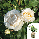 Rose Melissa's Rose 4L Pot GW