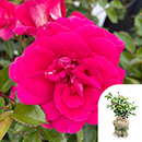 Rose Perfect Match 4L pot GW