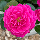 Rose Perfect Match 4L pot GW