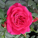 Rose Perfect Match 4L pot GW