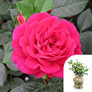 Rose Barbara's Rose 4L Pot GW
