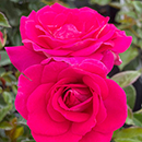 Rose Precious Lives 4L Pot GW