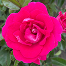 Rose Precious Lives 4L Pot GW