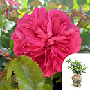 Rose Elizabeth's Rose 4L pot GW