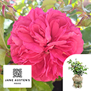 Rose Jane Austen's Persuasion 4L Pot C GW