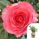 Rose Best Friends Forever 4L pot GW