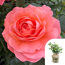 Rose Spirit In The Sky 4L pot GW