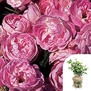 Rose Pearl Wedding 30th Anniversary 4L GW