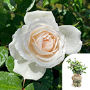 Rose Cotton Wedding 2nd Anniver. 4L GW