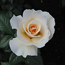 Rose Cotton Wedding 2nd Anniver. 4L GW