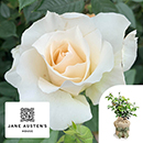 Rose Pride & Prejudice 4L pot C GW
