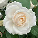 Rose Pride & Prejudice 4L pot C GW