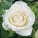 Rose Pride & Prejudice 4L pot C GW