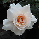Rose Pride & Prejudice 4L pot C GW