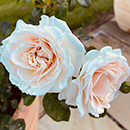 Rose Pride & Prejudice 4L pot C GW