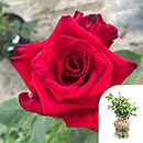 Rose Pride of England 4L pot GW
