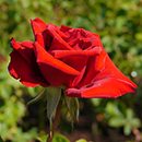 Rose Adam's Rose 4L Pot GW