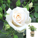 Rose Happy Birthday White 4L pot GW