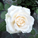 Rose Happy Birthday White 4L pot GW