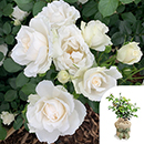 Rose Diana, Princess of Wales 4L pot GW
