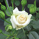 Rose Diana, Princess of Wales 4L pot GW