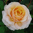 Rose You're One in a Million 4L Pot GW