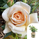 Rose Pure Gold 4L Pot GW