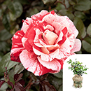 Rose Raspberry Ripple (Papageno) 4L pot GW