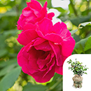 Rose Special Son 4L pot GW