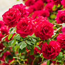 Rose Ruby Wedding Celebration 4L pot GW