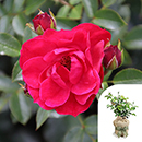 Rose Matthew's Rose 4L Pot GW