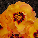 Rose RSPB RazzleBEEdazzle! 4L Pot C GW